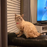 Teensy joined the competition — help win amazing prizes! cat, indoor, couch, leather, pet, feline, collar, window_blinds, television, living_room, fur, animal, domestic, sitting, cute, relaxed, home, furniture, mammal, portrait
