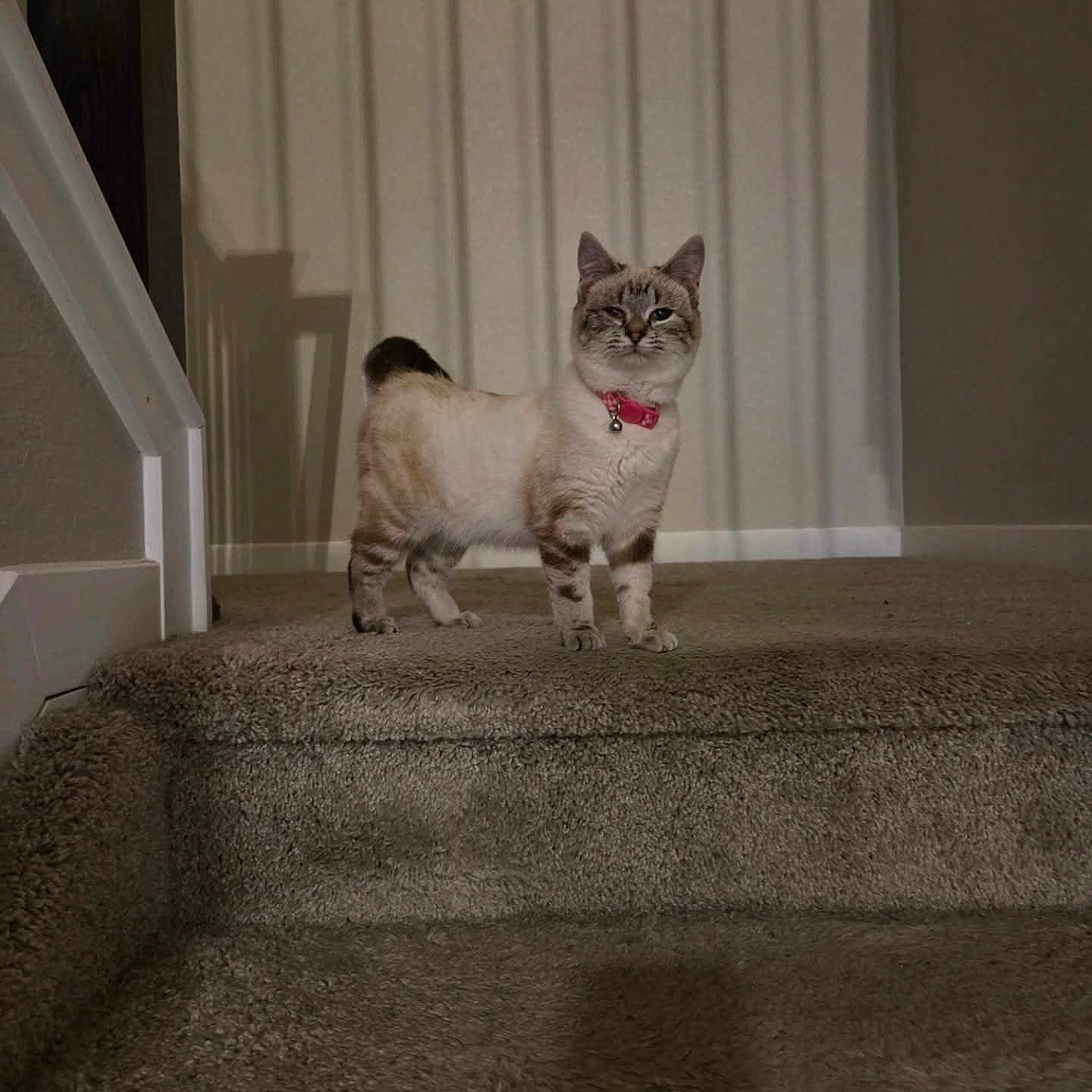 Teensy joined the competition — help win amazing prizes! animal, calm, carpet, cat, collar, curious, cute, domestic, feline, fur, home, indoor, mammal, pet, quiet, shadow, small, stairs, standing, wall