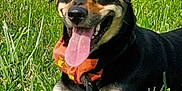 Meeka is registered to the contest to win money with this photo: dog, black_and_tan, grass, tongue_out, bandana, outdoor, pet, canine, happy, nature, sunny, animal, leash, muzzle, ears, smiling, fur, closeup, portrait, relaxed