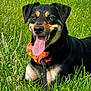 dog, black_and_tan, grass, tongue_out, bandana, outdoor, pet, canine, happy, nature, sunny, animal, leash, muzzle, ears, smiling, fur, closeup, portrait, relaxed