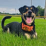 Meeka joined the competition — help win amazing prizes! dog, grass, outdoor, happy, tongue_out, black_and_tan, bandana, pet, canine, smiling, nature, field, sky, animal, leash, playful, greenery, resting, mammal, daytime