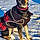 Meeka