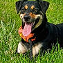 Meeka is registered to the contest to win money with this photo: dog, black, tan, grass, outdoor, animal, pet, happy, tongue, smile, bandana, nature, green, sunlight, lying_down, canine, friendly, collar, summer, playful