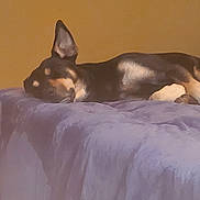 Meeka is registered to the contest to win money with this photo: dog, bed, blanket, purple_blanket, relaxing, sleeping_dog, ear, paw, foot, human_foot, indoors, wall, brown_wall, resting, animal, pet, canine, cozy, quiet, calm