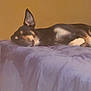 dog, bed, blanket, purple_blanket, relaxing, sleeping_dog, ear, paw, foot, human_foot, indoors, wall, brown_wall, resting, animal, pet, canine, cozy, quiet, calm