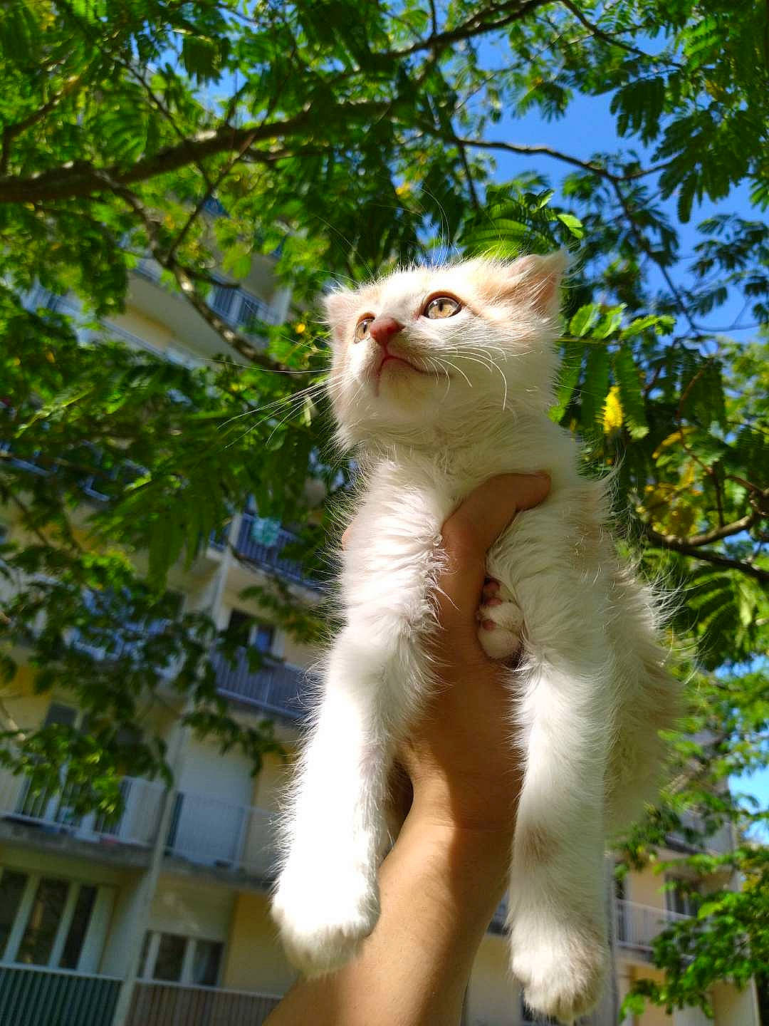 Mochi participe au concours pour gagner de l'argent avec cette photo : carnivore, cat, claw, domestic_short_haired_cat, fawn, felidae, fur, gesture, grass, paw, plant, sky, small_to_medium_sized_cats, snout, tail, tree, trunk, twig, whiskers, window