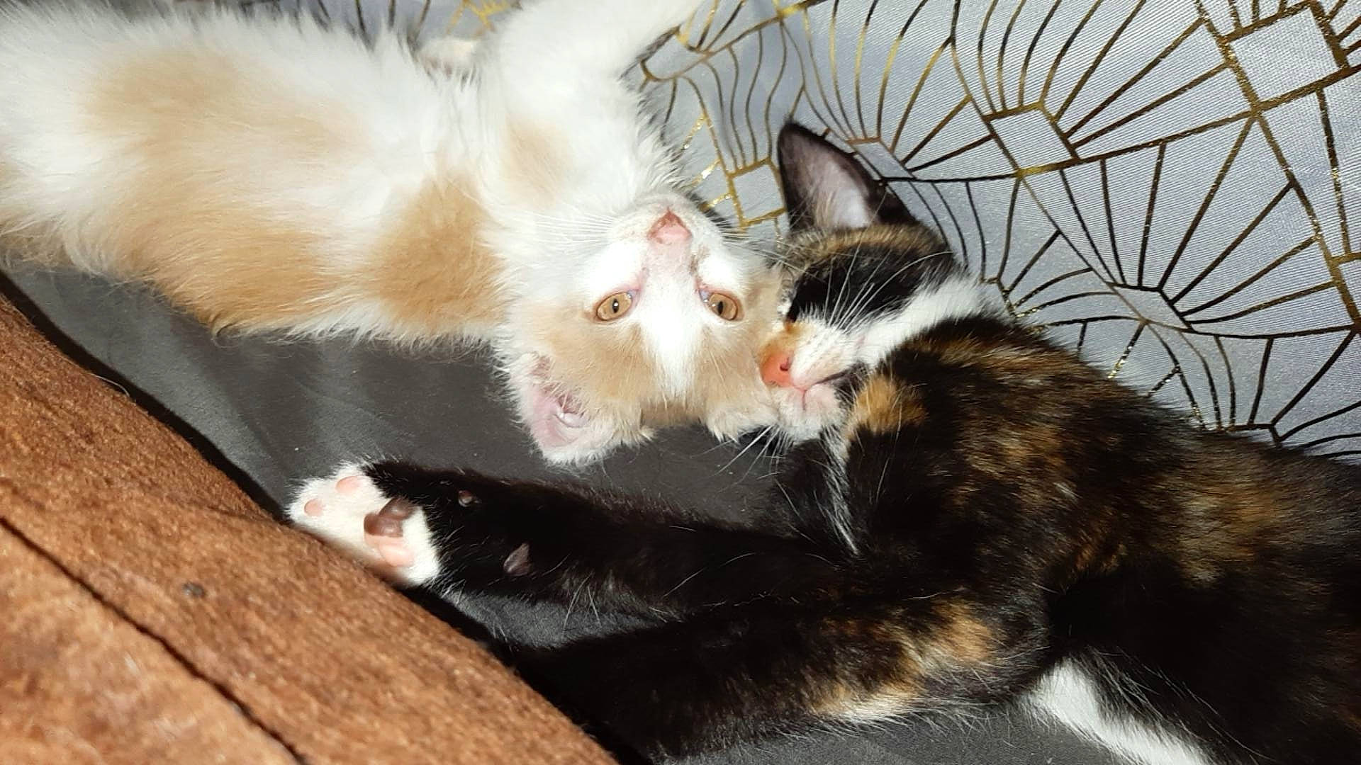 Mochi a rejoint le concours — aidez-le/la à gagner de superbes lots ! carnivore, cat, claw, comfort, domestic_short_haired_cat, eye, felidae, fur, paw, plant, small_to_medium_sized_cats, snout, tail, tree, whiskers, wood