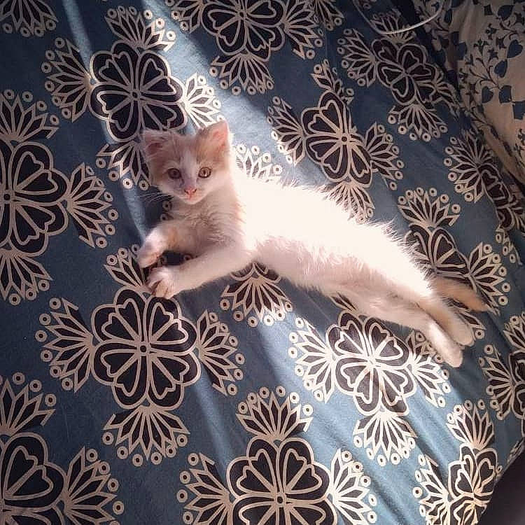 Mochi participe au concours pour gagner de l'argent avec cette photo : carnivore, cat, claw, domestic_short_haired_cat, fawn, felidae, flooring, fur, pattern, paw, small_to_medium_sized_cats, snout, tail, visual_arts, whiskers, white