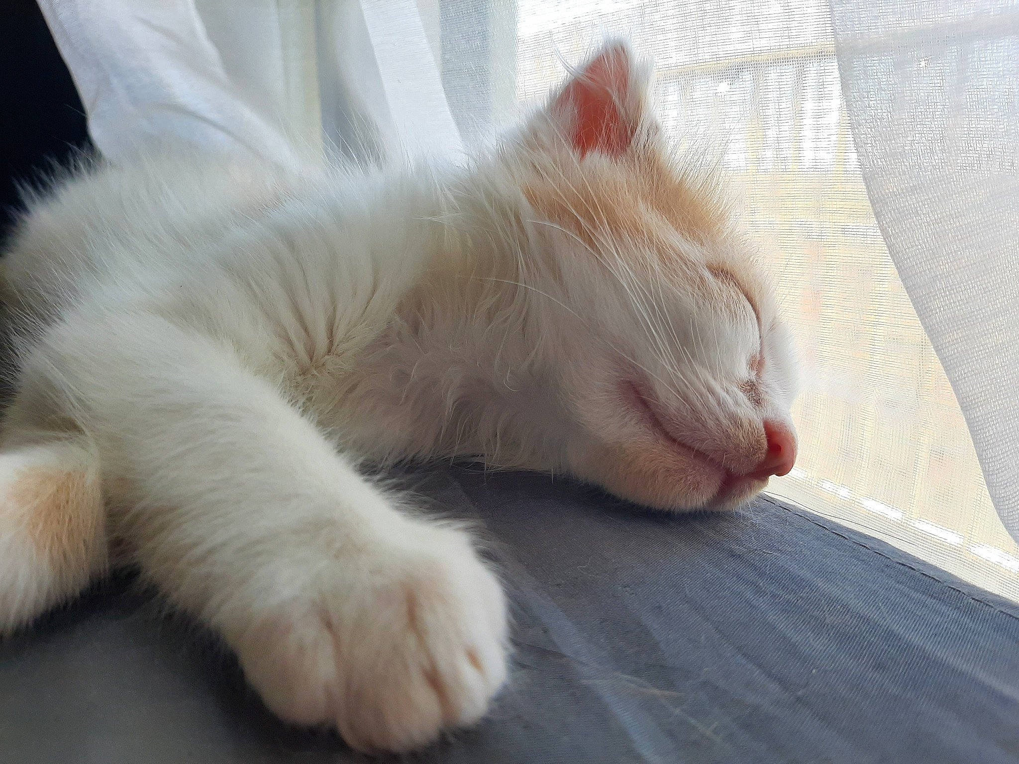 Mochi a rejoint le concours — aidez-le/la à gagner de superbes lots ! carnivore, cat, claw, comfort, domestic_short_haired_cat, fawn, felidae, flooring, foot, fur, hardwood, nap, paw, sleep, small_to_medium_sized_cats, snout, tail, whiskers, wood