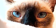 Lylou a rejoint le concours — aidez-le/la à gagner de superbes lots ! cat, siamese_cat, blue_eyes, close_up, fur, whiskers, ears, pet, animal, curious, cozy, soft_texture, indoor, face, portrait, feline, cute, warm_light, focused, mystery