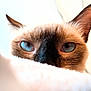 cat, siamese_cat, blue_eyes, close_up, fur, whiskers, ears, pet, animal, curious, cozy, soft_texture, indoor, face, portrait, feline, cute, warm_light, focused, mystery