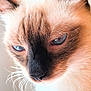 Lylou participe au concours pour gagner de l'argent avec cette photo : cat, siamese_cat, close_up, blue_eyes, whiskers, fur, pet, animal, indoor, window_light, portrait, cute, face, muzzle, ears, soft_light, domestic_cat, feline, calm