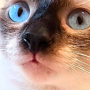 Lylou participe au concours pour gagner de l'argent avec cette photo : cat, close_up, blue_eyes, whiskers, fur, animal, pet, face, portrait, cute, domestic_cat, mammal, feline, nose, indoor, soft_light, expression, focus, texture, macro