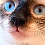 cat, close_up, blue_eyes, whiskers, fur, animal, pet, face, portrait, cute, domestic_cat, mammal, feline, nose, indoor, soft_light, expression, focus, texture, macro