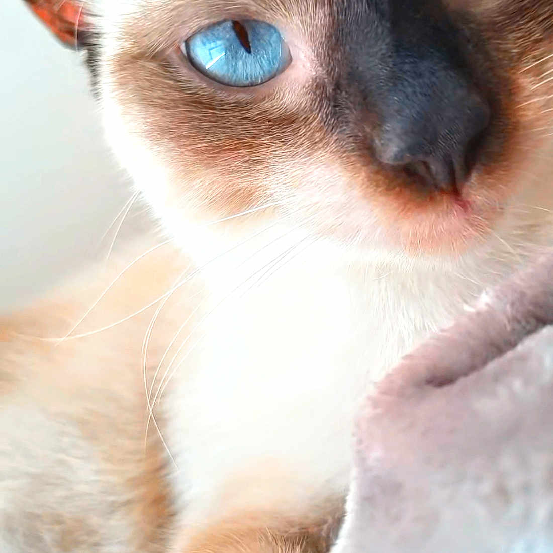 Lylou participe au concours pour gagner de l'argent avec cette photo : animal, blanket, blue_eyes, cat, close_up, cozy, cute, domestic_animal, face, feline, fur, indoor, mammal, pet, portrait, relaxed, siamese_cat, soft_texture, whiskers