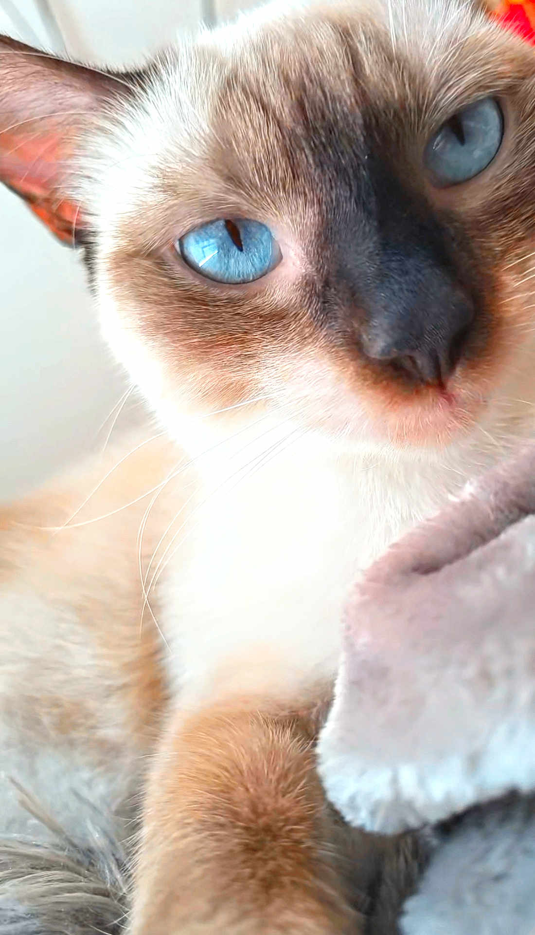 Lylou participe au concours pour gagner de l'argent avec cette photo : cat, siamese_cat, blue_eyes, close_up, fur, whiskers, pet, animal, cozy, blanket, indoor, mammal, cute, portrait, feline, soft_texture, relaxed, domestic_animal, face