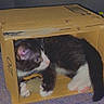 cat, kitten, cardboard_box, black_and_white, pet, animal, indoor, carpet, curious, small, cute, feline, playful, cozy, resting, paw, whiskers, young, domestic_animal, box
