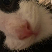 Hocus is registered to the contest to win money with this photo: cat, close_up, whiskers, nose, feline, black_and_white, pet, animal, curious, face, fur, indoor, macro, portrait, blurred_background, cute, soft, mystery, eye, snout