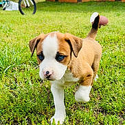 Whinne is registered to the contest to win money with this photo: puppy, dog, grass, outdoor, young_animal, brown_and_white, blue_eyes, cute, walking, yard, bicycle, house, nature, pet, animal, small_dog, tail_up, daylight, curious, mammal