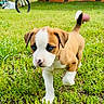 puppy, dog, grass, outdoor, young_animal, brown_and_white, blue_eyes, cute, walking, yard, bicycle, house, nature, pet, animal, small_dog, tail_up, daylight, curious, mammal