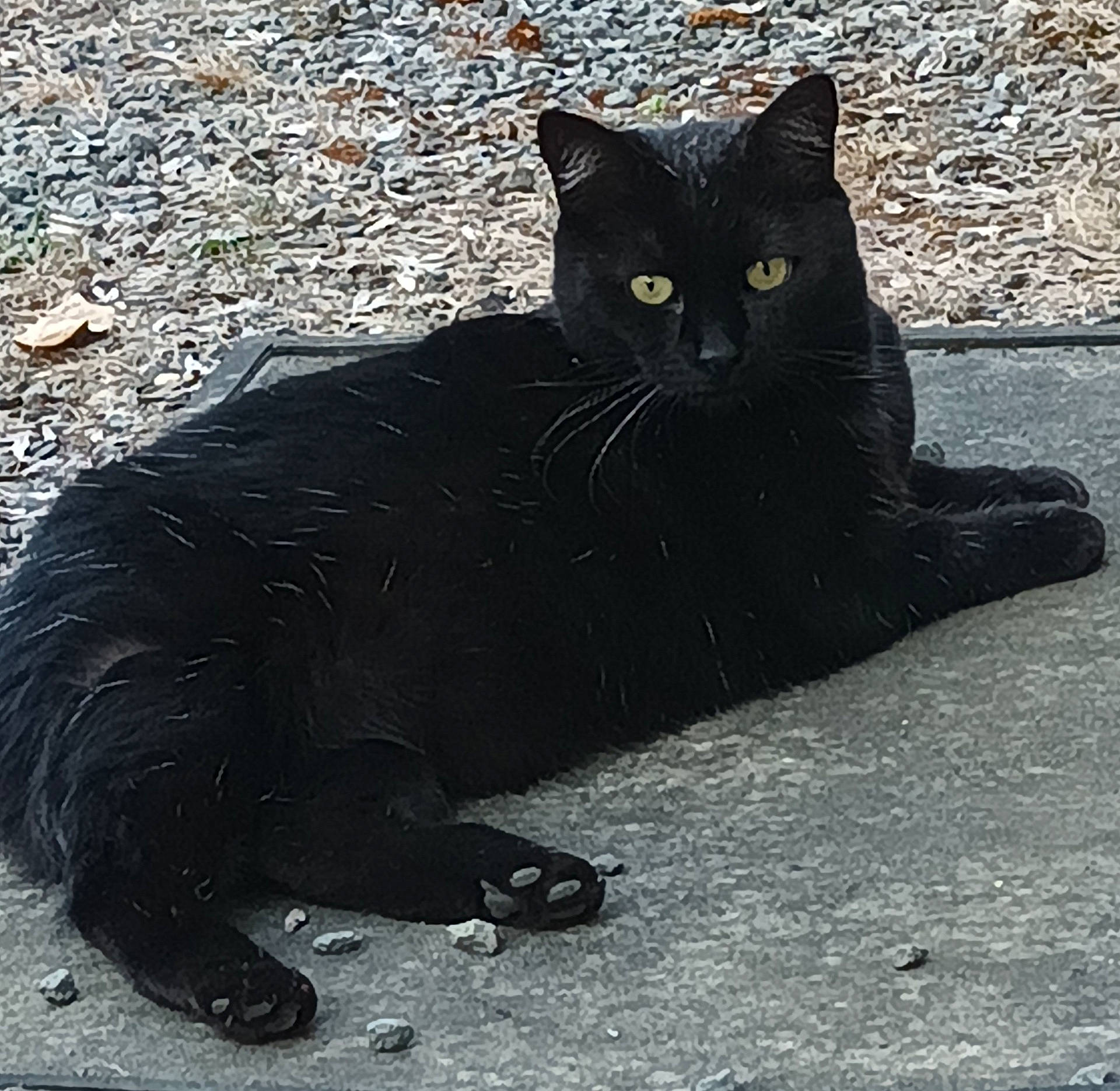 Minette participe au concours pour gagner de l'argent avec cette photo : animal, blackcat, cat, egyptiancat, kitten, manx, pet, slate