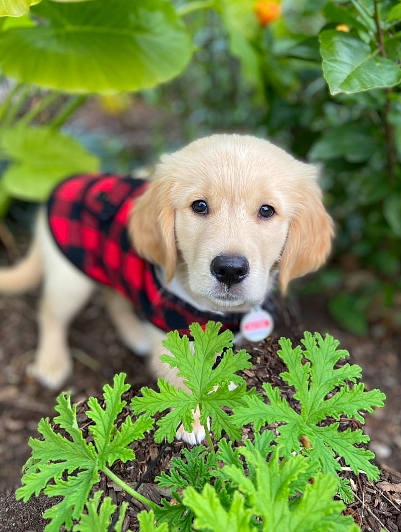 Butter joined the competition — help win amazing prizes! annual_plant, canidae, carnivore, companion_dog, dog, dog_breed, dog_supply, fawn, gun_dog, herb, herbaceous_plant, leaf, mammal, perennial_plant, plant_stem, puppy, retriever, snout, sporting_group, working_animal