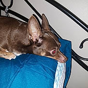 Gizmo is registered to the contest to win money with this photo: dog, brown_dog, small_dog, bed, pillow, blue_pillow, indoor, pet, resting, red_eye, metal_bed_frame, animal, canine, fur, ears, looking, side_view, close_up, domestic_animal, sleepy