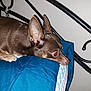dog, brown_dog, small_dog, bed, pillow, blue_pillow, indoor, pet, resting, red_eye, metal_bed_frame, animal, canine, fur, ears, looking, side_view, close_up, domestic_animal, sleepy