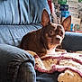 Gizmo is registered to the contest to win money with this photo: dog, small_dog, brown_dog, couch, blanket, crocheted_blanket, indoor, pet, ears, alert, furniture, puzzle_boxes, stacked_boxes, relaxing, cozy, living_room, domestic, companion, cute, animal