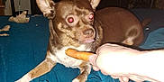 Gizmo joined the competition — help win amazing prizes! dog, brown_dog, small_dog, carrot, hand, blue_blanket, bed, red_eye, indoor, pet, animal, curious, sitting, paws, fur, canine, looking, flash, confused, bedroom