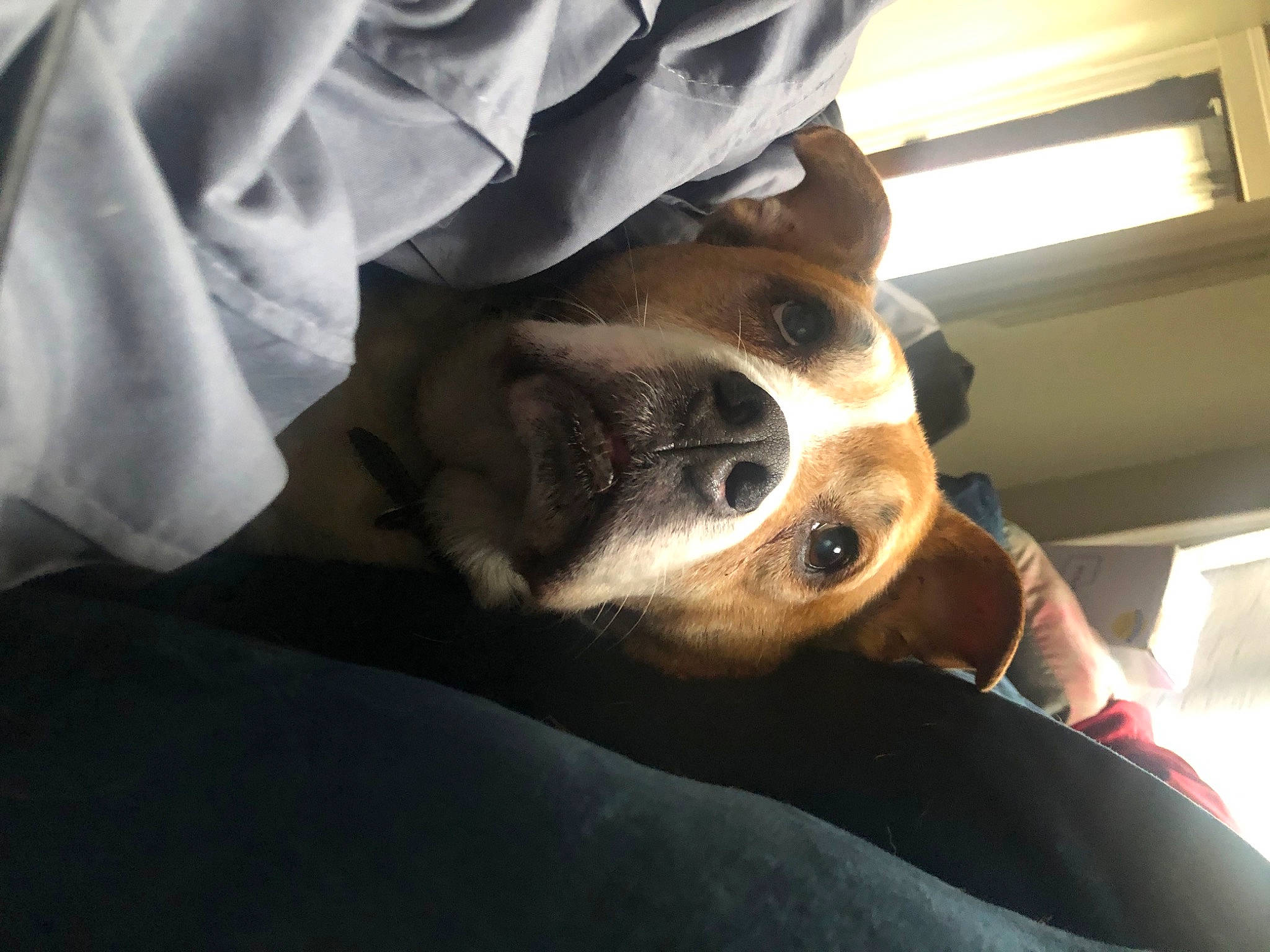 Duke joined the competition — help win amazing prizes! canidae, carnivore, comfort, companion_dog, dog, dog_breed, fawn, fur, happy, human_leg, linens, non_sporting_group, scent_hound, selfie, service, snout, sporting_group, whiskers, working_animal