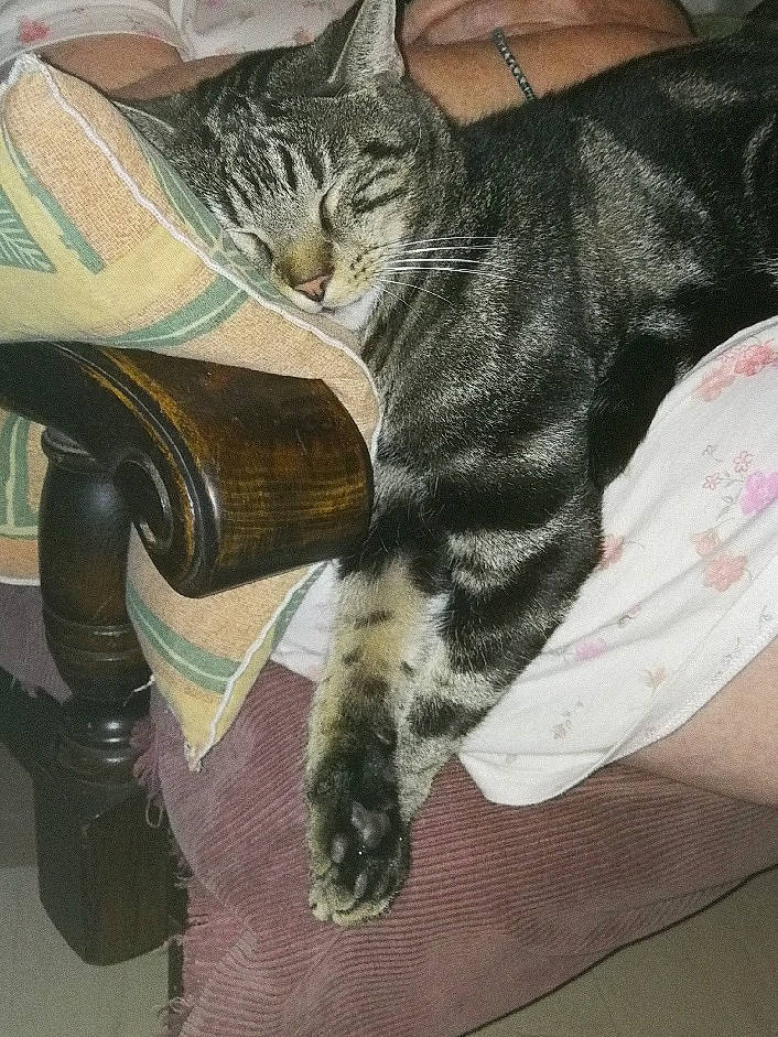 Gardfield a rejoint le concours — aidez-le/la à gagner de superbes lots ! american_shorthair, asian, carnivore, cat, domestic_short_haired_cat, dragon_li, egyptian_mau, european_shorthair, felidae, fur, kitten, pixie_bob, polydactyl_cat, sitting, small_to_medium_sized_cats, tabby_cat, tail, whiskers, wild_cat