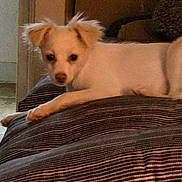 Daisy is registered to the contest to win money with this photo: dog, white_dog, small_dog, cushion, striped_cushion, indoor, pet, animal, lying_down, ears, fur, cozy, curious, resting, home, domestic_animal, cute, companion, relaxed, canine