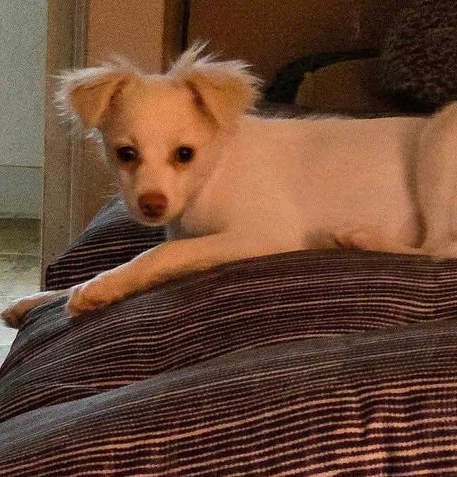 Daisy