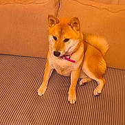 Aya participe au concours pour gagner de l'argent avec cette photo : dog, shiba_inu, canine, pet, animal, sitting, sofa, couch, indoors, living_room, striped_fabric, curled_tail, pointed_ears, orange_fur, collar, pink_leash, wood_floor, curtain, portrait, cozy