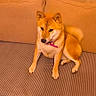 dog, shiba_inu, canine, pet, animal, sitting, sofa, couch, indoors, living_room, striped_fabric, curled_tail, pointed_ears, orange_fur, collar, pink_leash, wood_floor, curtain, portrait, cozy