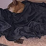 dog, sleeping, pet, canine, brown_fur, pointed_ears, cozy, blanket, pet_bed, indoors, bedroom, dresser, wooden_floor, home, resting, snuggled, relaxed, portrait, animal, nap