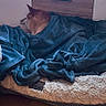 Aya participe au concours pour gagner de l'argent avec cette photo : dog, pet, sleeping, resting, blanket, dog_bed, bedroom, dresser, wooden_floor, indoor, cozy, brown_dog, blue_blanket, home, furniture, relaxed, cuddled, animal, portrait, calm