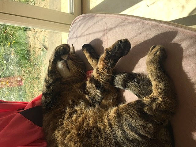 Tedros a rejoint le concours — aidez-le/la à gagner de superbes lots ! canidae, carnivore, cat, claw, comfort, dog_breed, domestic_short_haired_cat, fawn, felidae, fur, gesture, nap, paw, sleep, small_to_medium_sized_cats, snout, sporting_group, tail, terrestrial_animal, whiskers