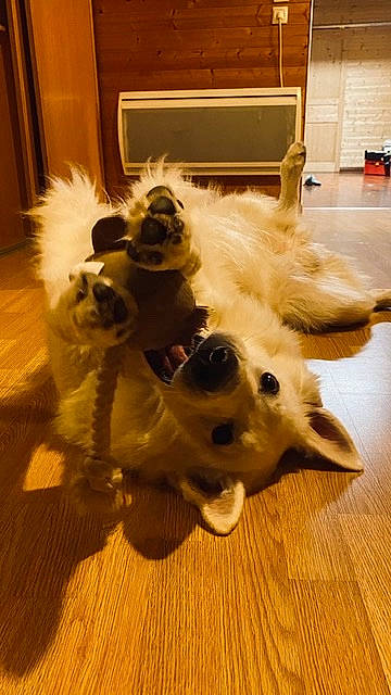 Prosper participe au concours pour gagner de l'argent avec cette photo : canidae, carnivore, companion_dog, dog, dog_breed, dog_supply, fawn, felidae, flooring, fur, german_spitz, hardwood, picture_frame, small_to_medium_sized_cats, snout, sporting_group, toy_dog, whiskers, wood, working_animal