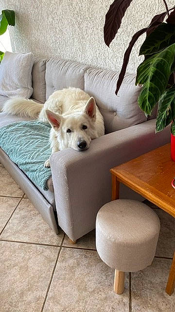 Prosper a rejoint le concours — aidez-le/la à gagner de superbes lots ! carnivore, comfort, companion_dog, couch, dog, dog_breed, dog_supply, fawn, floor, flooring, flowerpot, furniture, hardwood, houseplant, interior_design, living_room, outdoor_furniture, plant, table, wood