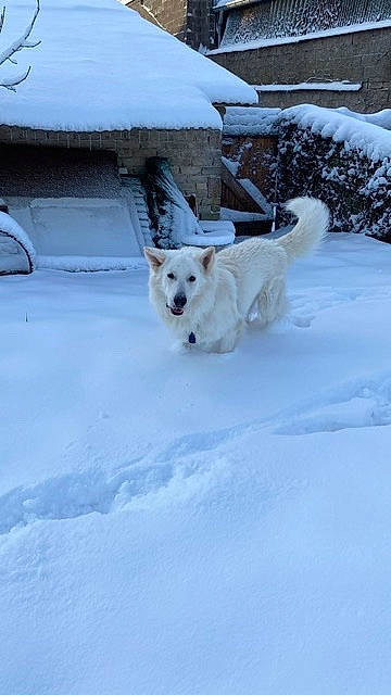 Prosper a rejoint le concours — aidez-le/la à gagner de superbes lots ! canidae, carnivore, companion_dog, dog, dog_breed, freezing, frost, fur, glacial_landform, ice_cap, mammal, polar_ice_cap, precipitation, slope, snout, snow, sporting_group, tail, tree, winter