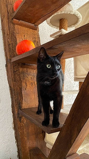 Cardan a rejoint le concours — aidez-le/la à gagner de superbes lots ! black_cat, bombay, carnivore, cat, cat_supply, coquelicot, domestic_short_haired_cat, felidae, fixture, fur, hardwood, mammal, room, small_to_medium_sized_cats, snout, tail, whiskers, wood