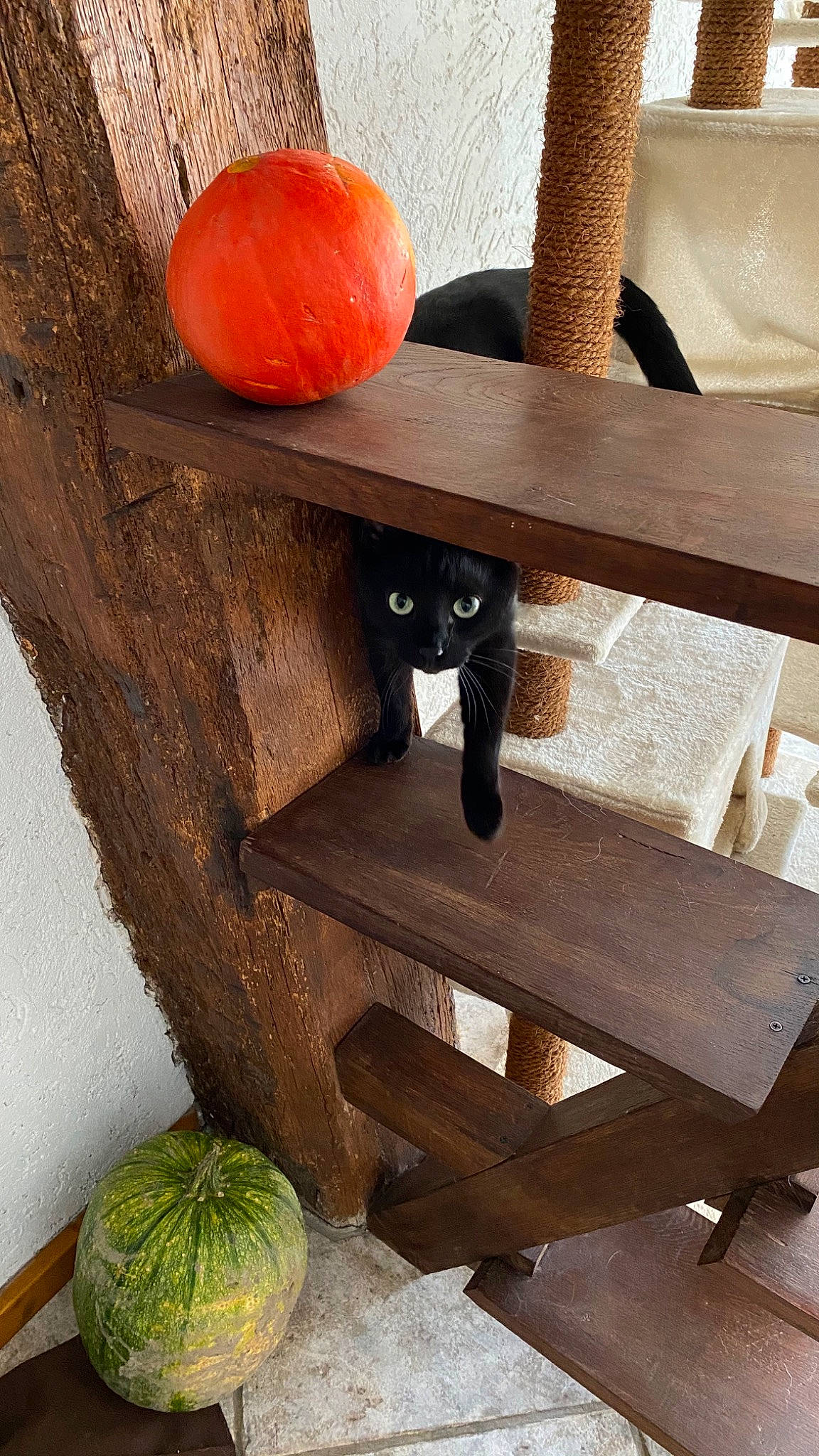 Cardan a rejoint le concours — aidez-le/la à gagner de superbes lots ! carnivore, cat, cat_supply, clementine, felidae, hardwood, natural_foods, natural_material, peach, pet_supply, plant, plywood, rangpur, room, shelf, shelving, still_life_photography, wood, wood_stain, yellow