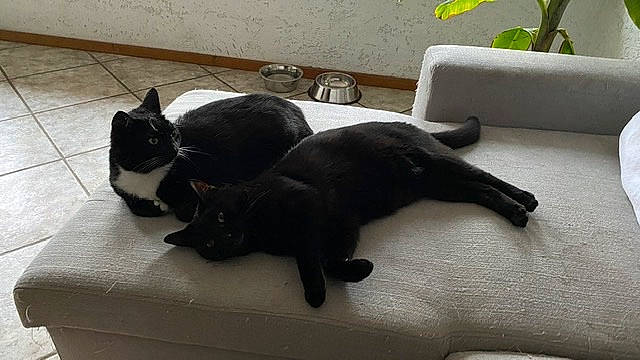 Cardan a rejoint le concours — aidez-le/la à gagner de superbes lots ! black_cat, bombay, carnivore, cat, claw, comfort, dog_breed, domestic_short_haired_cat, felidae, flooring, fur, paw, plant, room, small_to_medium_sized_cats, snout, sporting_group, tail, terrestrial_animal, whiskers