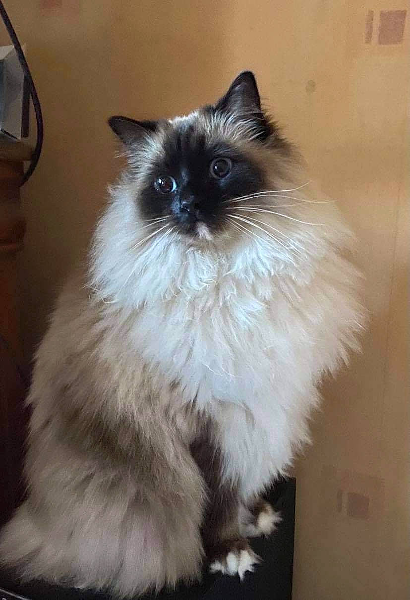 Oyanah a rejoint le concours — aidez-le/la à gagner de superbes lots ! art, balinese, birman, carnivore, cat, fawn, felidae, fur, gas, ragdoll, siamese, small_to_medium_sized_cats, snout, tail, whiskers