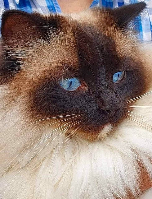 Oyanah participe au concours pour gagner de l'argent avec cette photo : balinese, birman, blue, carnivore, cat, close_up, curious, electric_blue, fawn, felidae, fur, iris, ragdoll, siamese, small_to_medium_sized_cats, snout, terrestrial_animal, thai, whiskers, wildlife