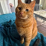 Poxy participe au concours pour gagner de l'argent avec cette photo : cat, ginger_cat, pet, indoor, blanket, remote_control, furniture, pillow, cozy, fur, whiskers, table, living_room, domestic_animal, cute, attention, orange, sitting, close_up, home