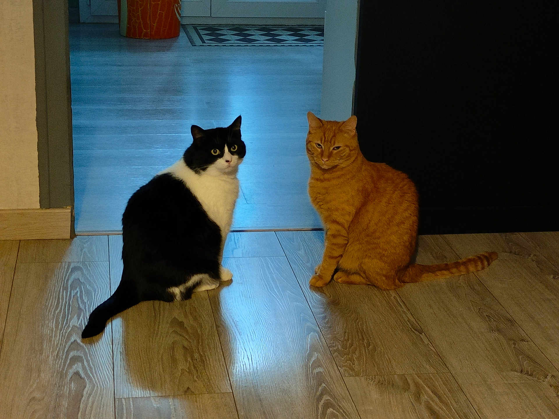 Poxy participe au concours pour gagner de l'argent avec cette photo : cat, black_and_white_cat, ginger_cat, indoor, wooden_floor, flooring, doorway, orange_bucket, pet, animal, feline, two_cats, sitting, looking, curious, domestic, home, companions, fur, whiskers