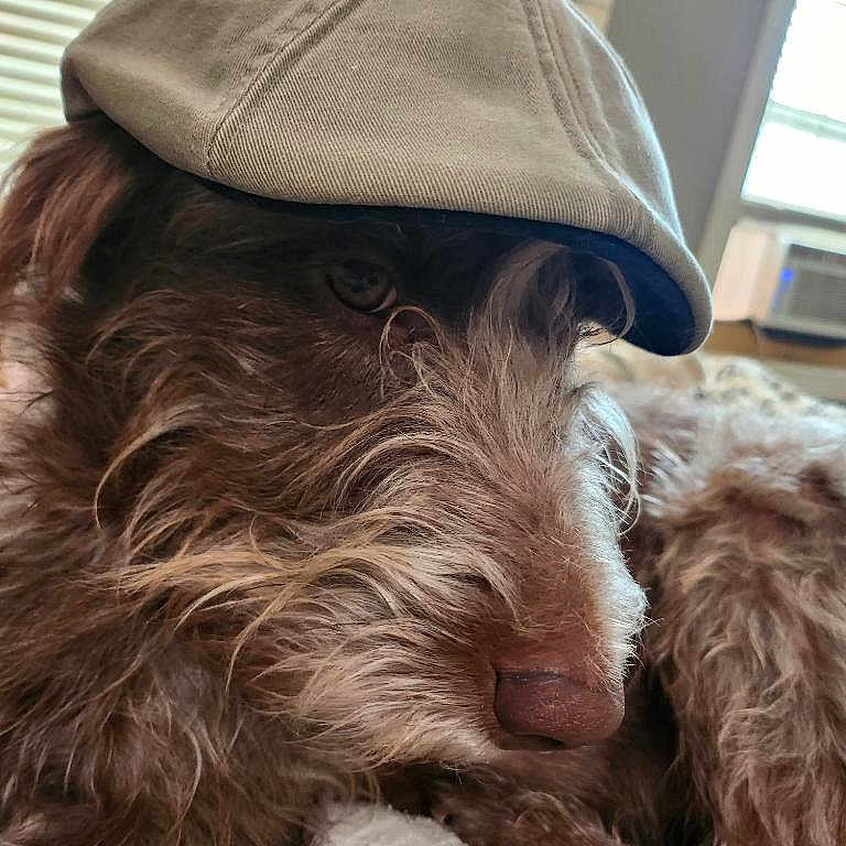Buttons joined the competition — help win amazing prizes! airedale, animal, baseballcap, canine, cap, clothing, couch, dog, face, furniture, hat, head, homedecor, hound, person, pet, photography, portrait, puppy, terrier